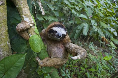 sloth tagalog|Sloth in English .